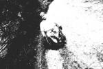 Timon- zdjęcie